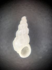 gbif image for Epitonium albidum