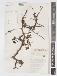 Commiphora holtziana Engl.