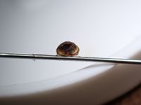 gbif image for Strobilops aeneus