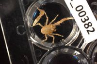 gbif image for Galathea rostrata