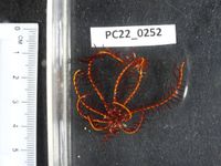 gbif image for Comactinia meridionalis