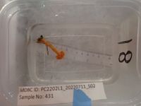 gbif image for Nidalia occidentalis