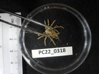 gbif image for Nibilia antilocapra