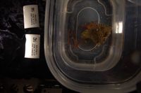 gbif image for Dardanus insignis