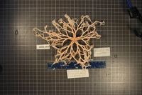 gbif image for Astrocyclus caecilia