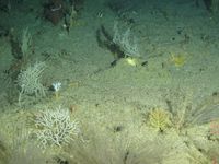 gbif image for Villogorgia nigrescens