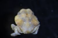 gbif image for Osachila tuberosa