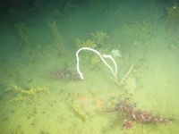 gbif image for Ellisella elongata