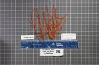 gbif image for Lophogorgia cardinalis