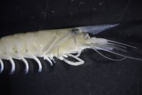 gbif image for Anchistioides antiguensis