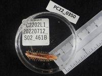 gbif image for Luidia sagamina