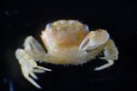 gbif image for Micropanope sculptipes