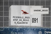 gbif image for Lipkebe holthuisi