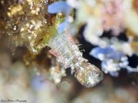 gbif image for Trachycaris restricta