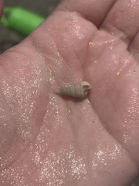 gbif image for Niso aeglees