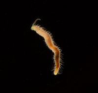 gbif image for Polydora ligni