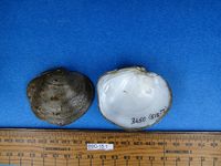 gbif image for Quadrula nodulata