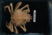 gbif image for Stenocionops spinosissimus
