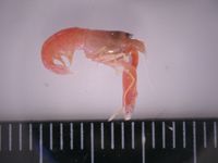 gbif image for Alpheus amblyonyx