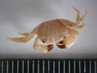 gbif image for Micropanope spinipes