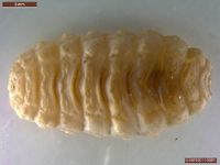 Hypoderme Bovis Hypoderma Bovis Hi Res Stock Photography And Images