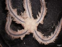 gbif image for Ophiothrix lineata