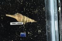 gbif image for Polystira tellea