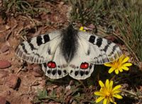 Parnassius charltonius Gray, 1853