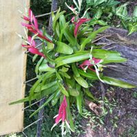 Billbergia amoena (G.Lodd.) Lindl.