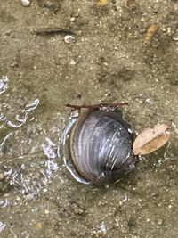 gbif image for Sinanodonta calipygos