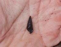 gbif image for Elimia curvicostata