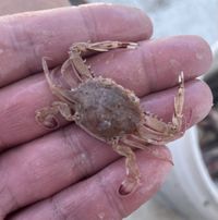 gbif image for Portunus spinicarpus