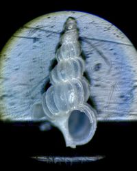 gbif image for Epitonium novangliae