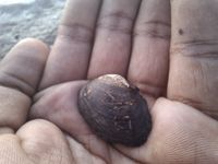 gbif image for Parreysia corrugata