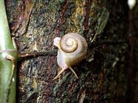 gbif image for Neocyclotus dysoni