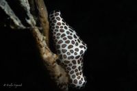 gbif image for Cyphoma mcgintyi