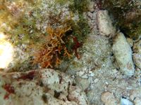 gbif image for Ophiothrix angulata