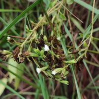 Photo by Thomaz Ricardo Favreto Sinani via iNaturalist (Copyright Thomaz Ricardo Favreto Sinani)