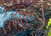 gbif image for Diodogorgia nodulifera