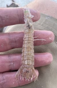 gbif image for Squilla chydaea