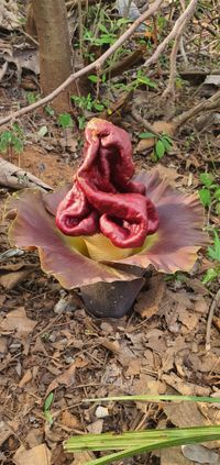 Amorphophallus paeoniifolius (Dennst.) Nicolson