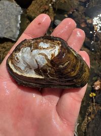 gbif image for Ptychobranchus greenii