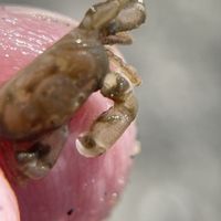 gbif image for Pinnixa chaetopterana