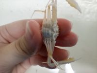 gbif image for Parthenope agona