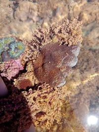 gbif image for Porites branneri