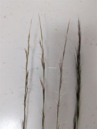 【はー】 Spotted: Mizuno 