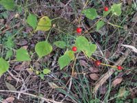 Photo by Betsy Brown via iNaturalist (Copyright Betsy Brown)