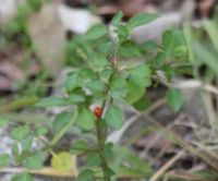 Photo by Jeff McIntyre via iNaturalist (Copyright Jeff McIntyre)