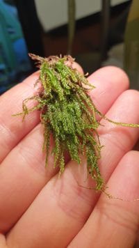 Plagiothecium curvifolium