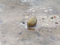 gbif image for Scabies crispata